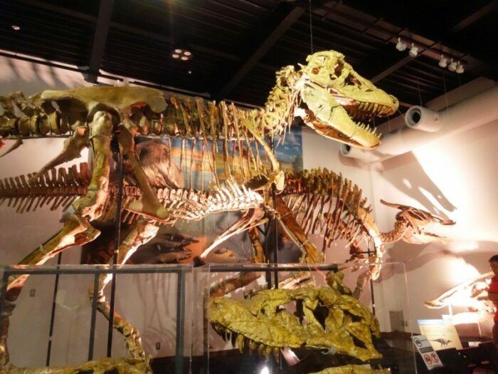 4 Museus de Dinossauros que você não pode deixar de conhecer no Japão 1 Mifune Dinosaur Museum