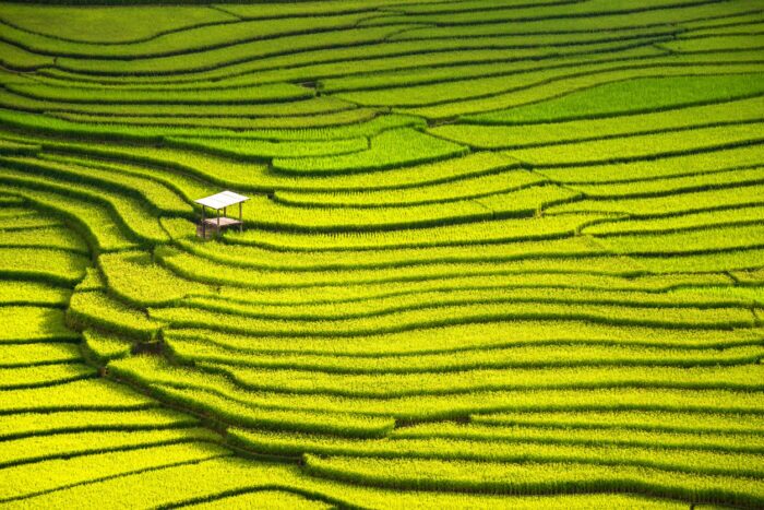4 razões para visitar Bali 4 Vista do campo de arroz