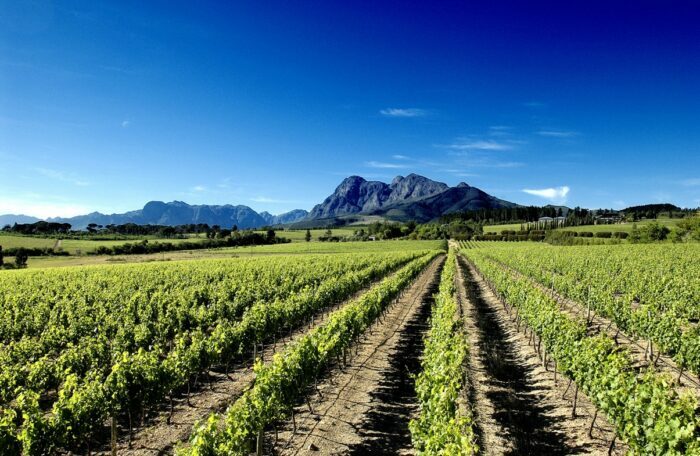 5 Rotas incríveis na África do Sul para viajar de carro 4 Regiões vinícolas de Paarl, Wellington, Tulbagh, Worcester e Robertson