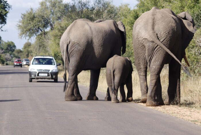 5 Rotas incríveis na África do Sul para viajar de carro 3 Elefantes africanos em Kruger Park, África do Su
