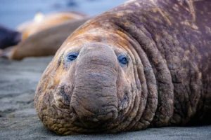 elephantseal1172017024