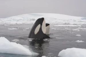 Explore a Antártica